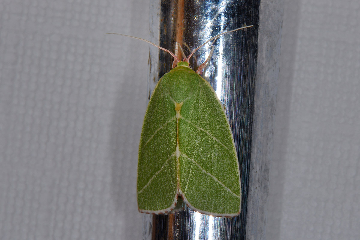 Nolidae - Bena bicolorana? S